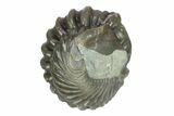 Wide, Enrolled Flexicalymene Trilobite - Indiana #287770-2